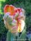 Tulipa Apricot Parrot