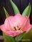 Tulipa Sugar Love