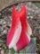 Tulipa Pinocchio