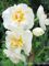 Narcissus Cheerfulness