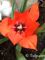 Tulipa Linifolia
