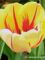 Tulipa Burning Heart