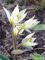 Tulipa Turkestanica