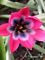 Tulipa Little Beauty 