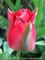Tulipa Red Spring Green