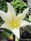 Tulipa Macarena