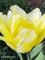Tulipa No Risk 